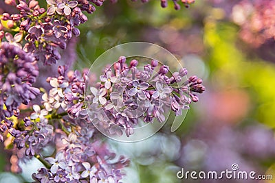 Colorful lilac in the garden Stock Photo