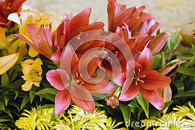 Colorful lilies Stock Photo