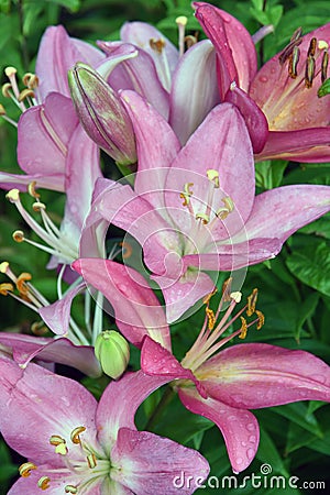 Colorful lillies in a summer garden. Stock Photo