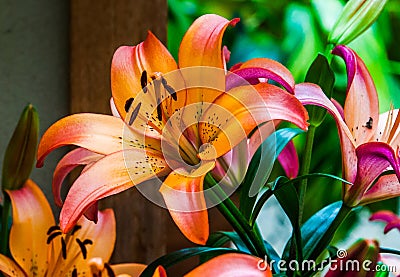 Colorful lillies. Stock Photo