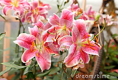 Colorful lily flower spring in garden Stock Photo