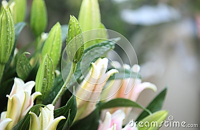 Colorful lily flowers Stock Photo
