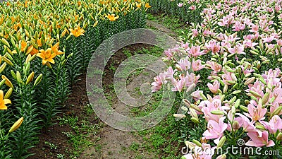 Colorful lily flowers with path Stock Photo