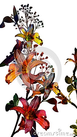 Colorful lily for print Stock Photo