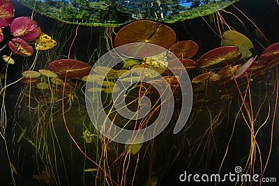 Colorful Lily Pads Underwater in Cape Cod Lake Stock Photo