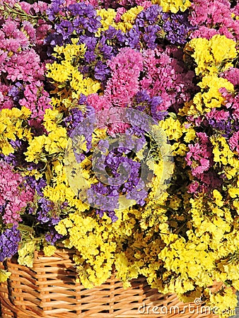 Colorful Limonium flowers Stock Photo