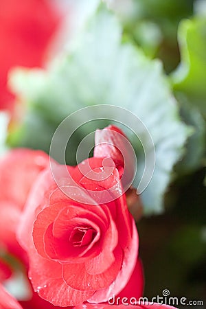 Colorful Live Romantic Flora Flowers and Leaves Stock Photo