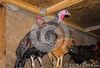 A colorful live turkey with chicken in a stable on the perch Stock Photo