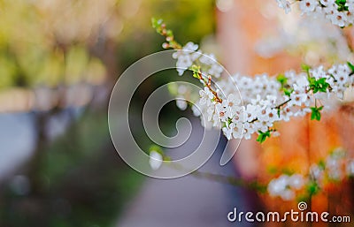 Colorful lively spring background with cherry blossom tree branch Stock Photo
