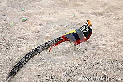 Colorful long tail pheasant walking Stock Photo