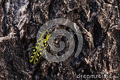 Colorful longhorn beetle Saperda scalaris on an Aspen bark in boreal forest of Estonia Stock Photo