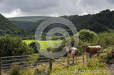 Longhorn cattle rare breed in Pembrokeshire Stock Photo