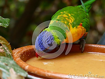 Colorful lori parrot bird close up in Spain Stock Photo