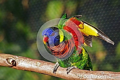 Colorful Lorikeet Bird Raising Wings Stock Photo