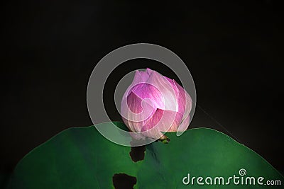 Colorful lotus flower. Stock Photo