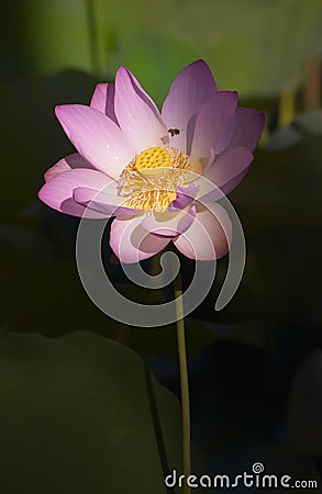 Colorful lotus flower Stock Photo