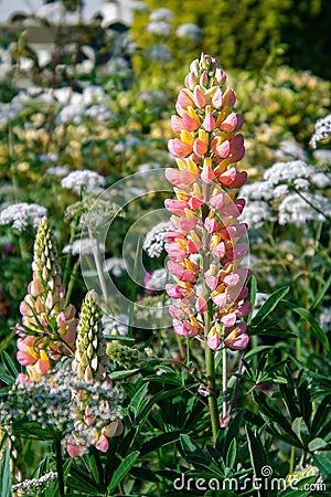 Colorful Lupine blossoms Stock Photo