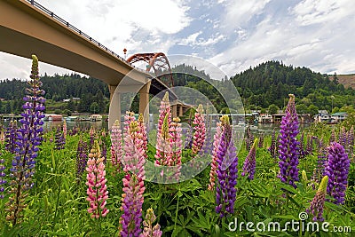 Colorful Lupine Flowers Blooming in Summer in Portland Oregon Stock Photo