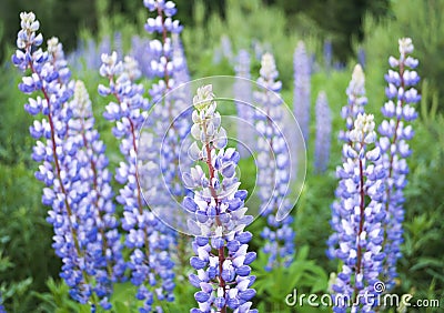 Colorful Lupine flowers in a field Stock Photo