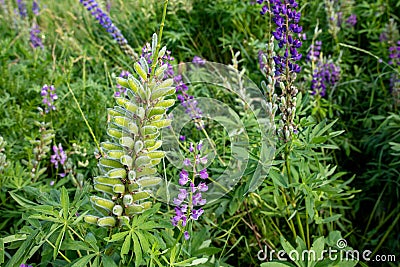 Colorful lupine flowers growing in the meadow.View of blue blooming lupine flowers Stock Photo