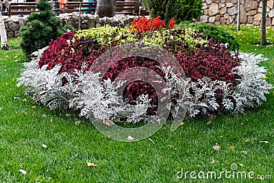 Colorful lush flower arrangement, round in shape, among a green lawn, many different plants and flowers on a flower bed in the Stock Photo