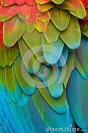 Colorful Macaw Plumage Stock Photo