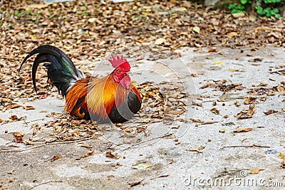 Colorful male bantam chicken lying on a pile of dried leaves Stock Photo