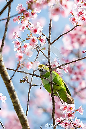 A colorful male Golden-fronted Leafbird perch on wild himalayan cherry branch Stock Photo
