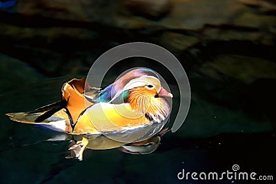 Colorful Male Mandarin Duck Stock Photo