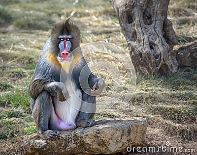 Colorful male mandrill monkey Stock Photo