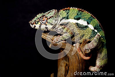 Colorful male panthera chameleon Stock Photo