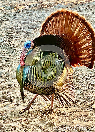 Male turkey feathers fanned mating season Florida Stock Photo