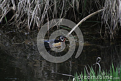 A colorful male wood duck swimming in a stream Stock Photo