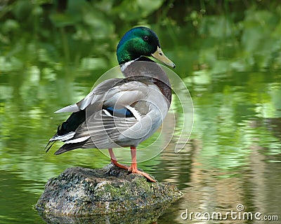 Colorful Mallard Duck Stock Photo