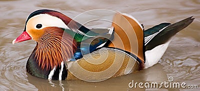 Colorful Mandarin Duck Stock Photo