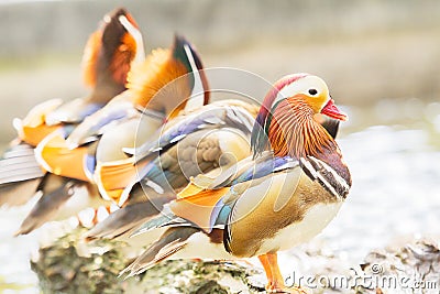 Colorful mandarin duck standing on the rock in the lake Stock Photo