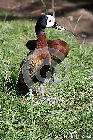 colorful mandarin ducks Stock Photo