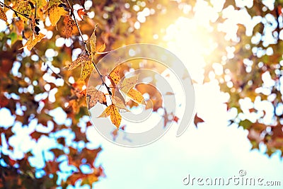 Colorful maple foliage tree in the autumn park Stock Photo