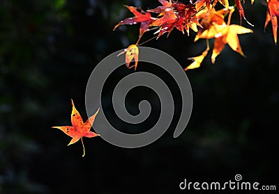 Colorful maple leaves Stock Photo