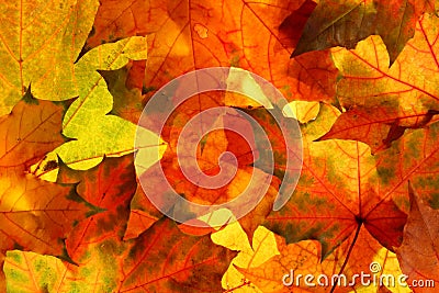 Colorful Maple leaves Stock Photo