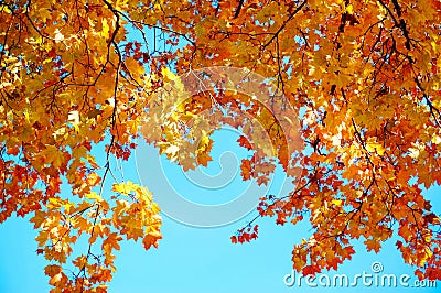 Colorful maple leaves with blue sky background Stock Photo