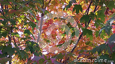 A view of Colorful Maple tree branches Stock Photo