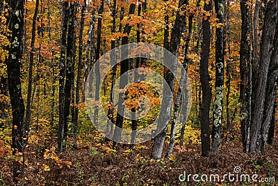 Colorful Maple trees in autumn time in Western Michigan Upper peninsula wilderness. Stock Photo