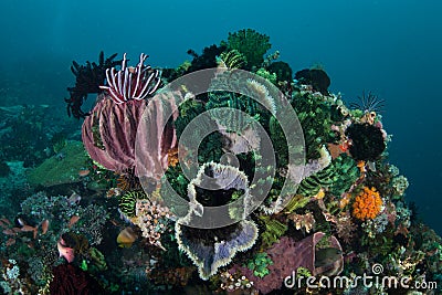 Colorful Marine Invertebrates on Healthy Reef in Indonesia Stock Photo