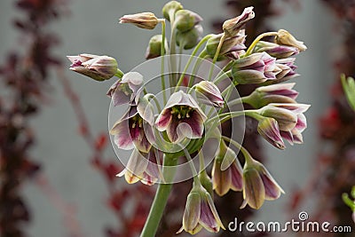 Colorful Mediterranean Bells flowers up close scientific name Nectaroscordum siculum Stock Photo