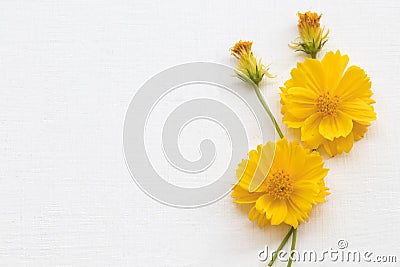 Colorful mellow yellow flowers cosmos local flora of asia arrangement flat lay postcard style Stock Photo