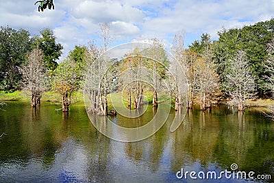 Metasequoia glyptostroboides tree grown in water Stock Photo