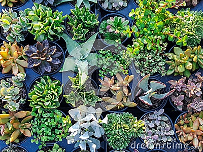 Colorful miniature desert succulent plants Stock Photo