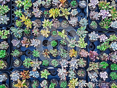 Colorful miniature desert succulent plants Stock Photo