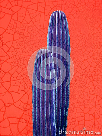 Colorful minimal design with cacti, cactus Stock Photo